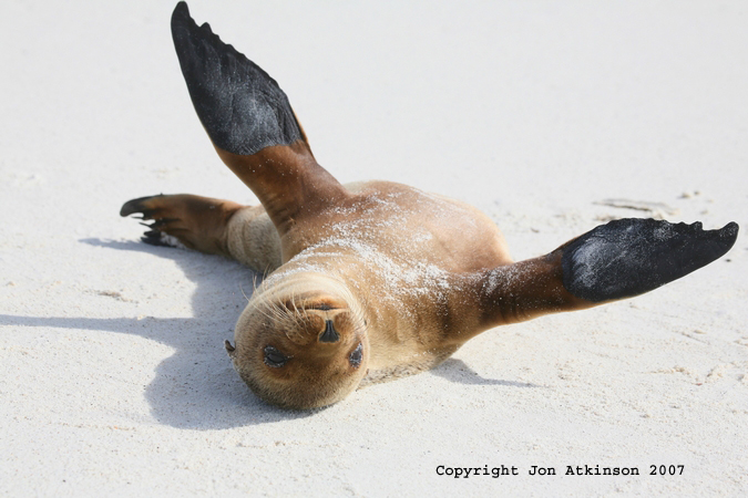 galapagos sea lion 